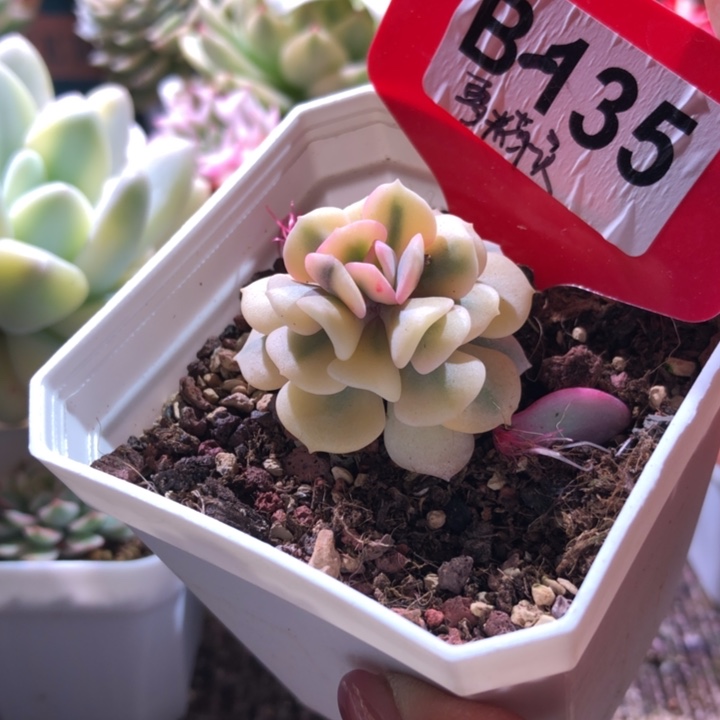 雪精灵覆轮锦有根