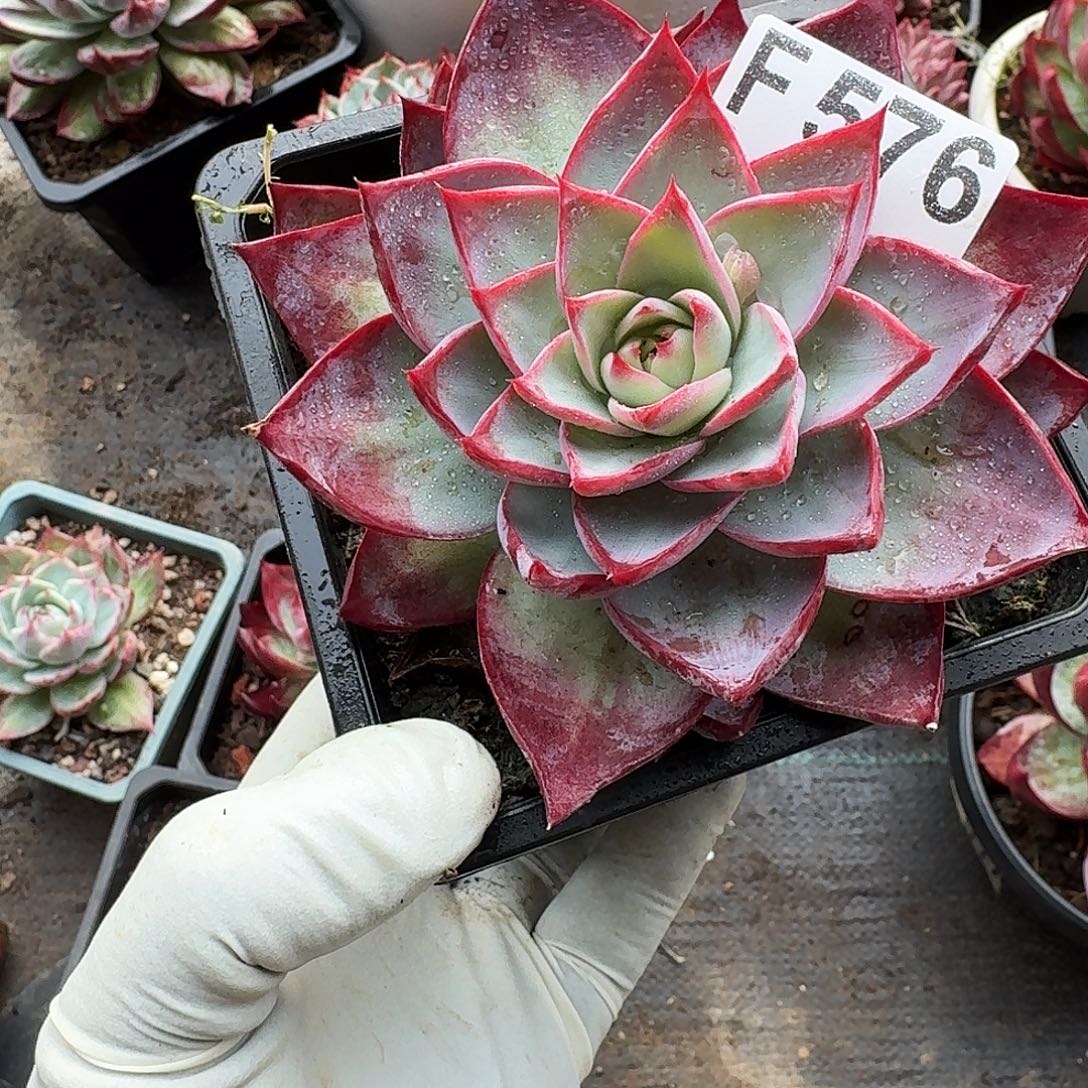 惊鸿惊鸿惊鸿 576...........