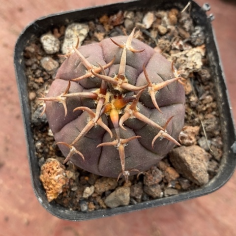 紫皮猫爪3仙人球