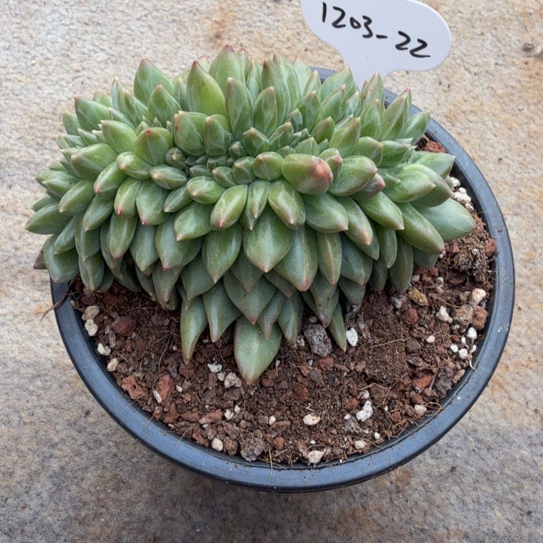 青提美人缀化1203-22