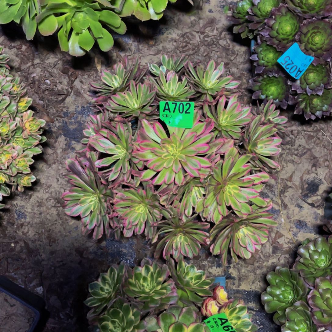 糖果粉黛法师1-43