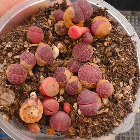 21574团团圆圆呀呀