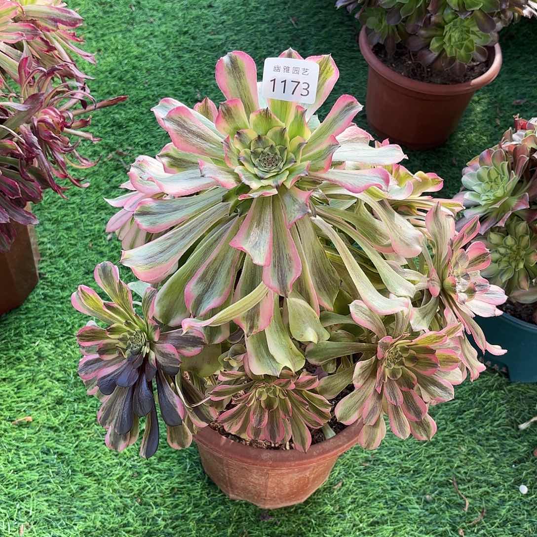 多肉法师黛玉1173