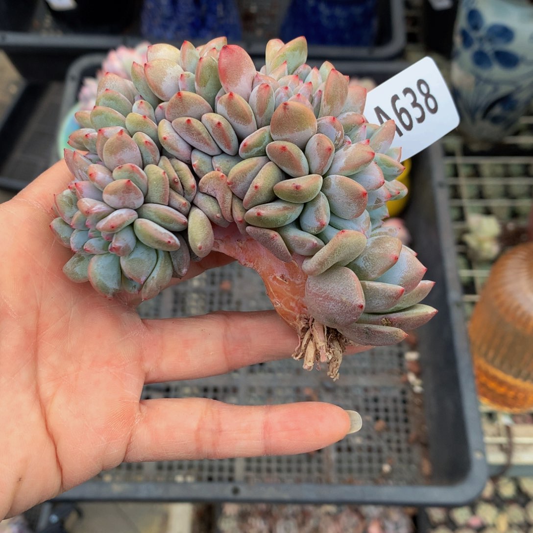 638缀嗯嗯嗯哦好棒哟