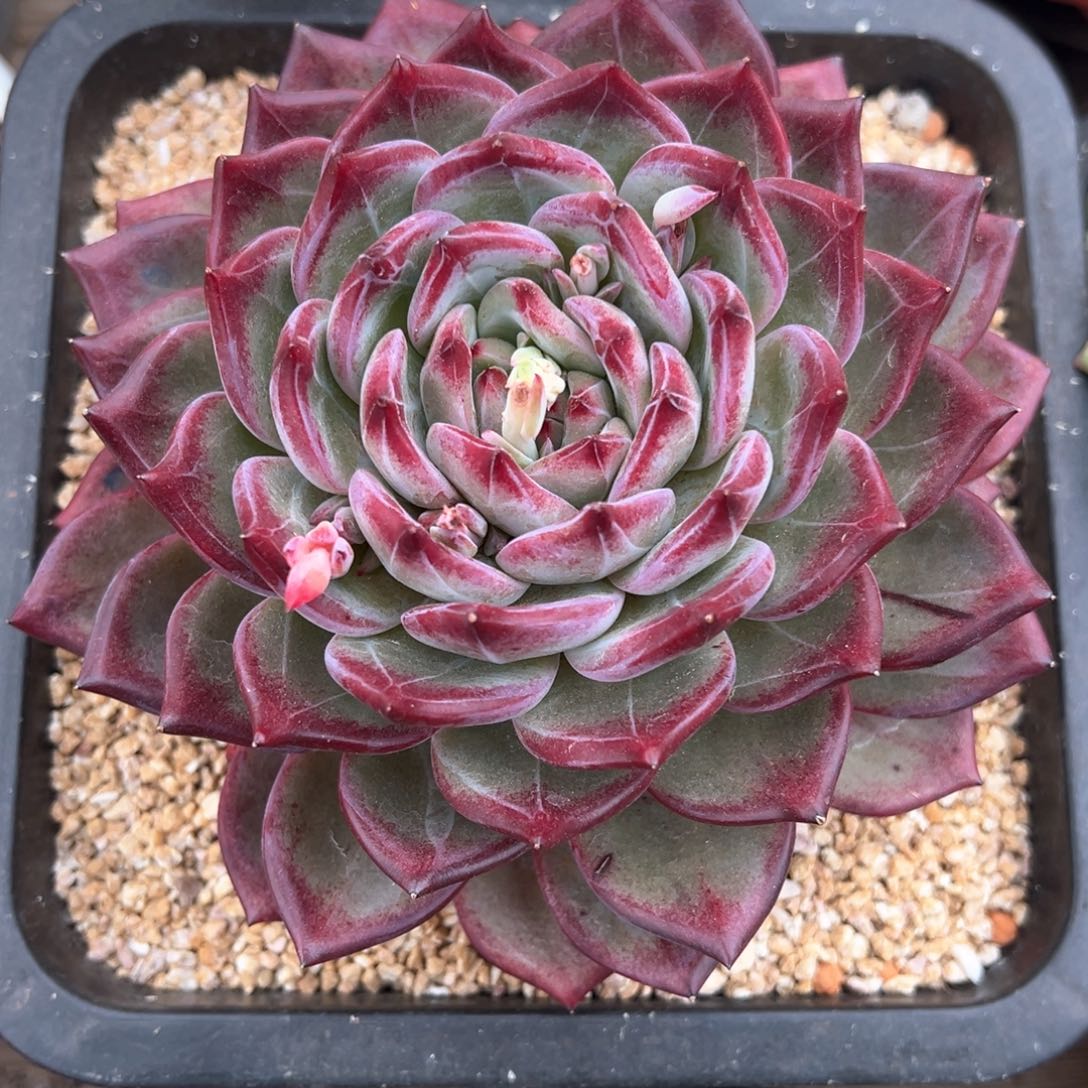 紫罗兰多肉植物暗纹
