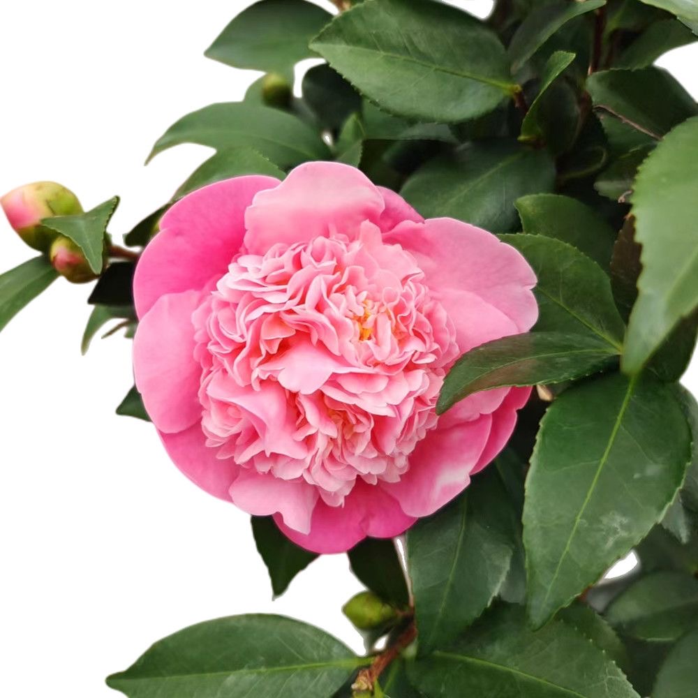 香妃茶花树苗带花苞浓香型四季常青室内阳台庭院耐寒花卉绿植盆栽