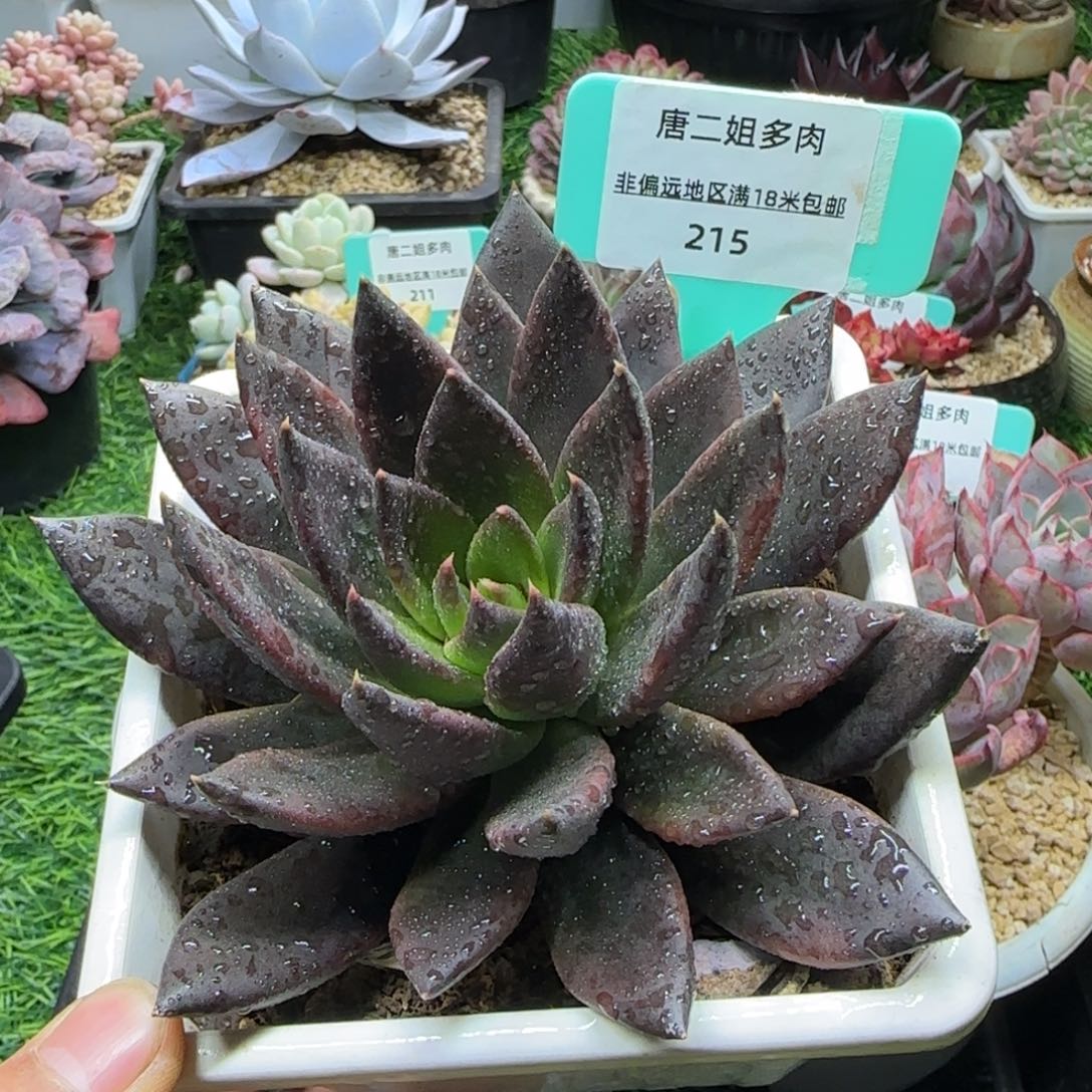 唐二姐多肉编号215