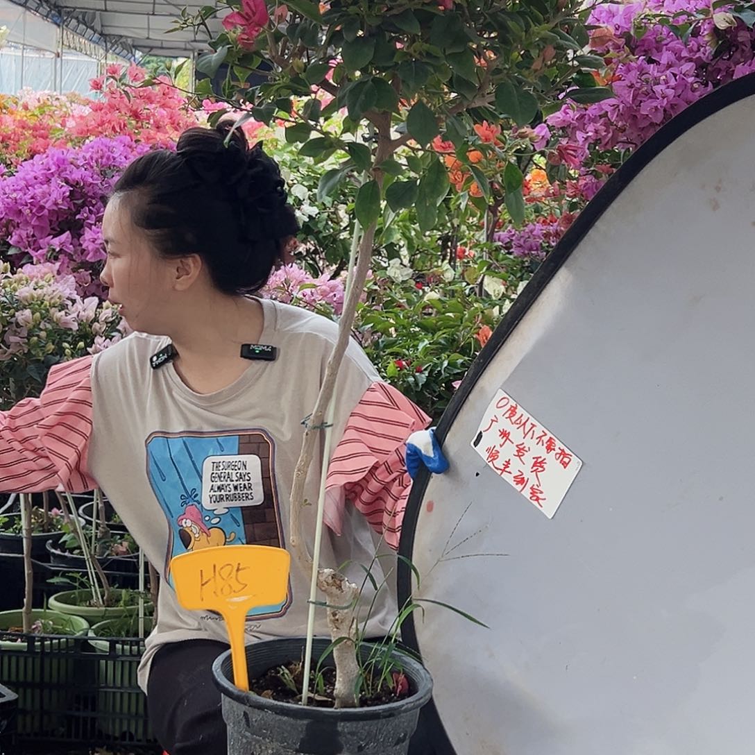 糖****大部分花苞少量开放H85酒红
