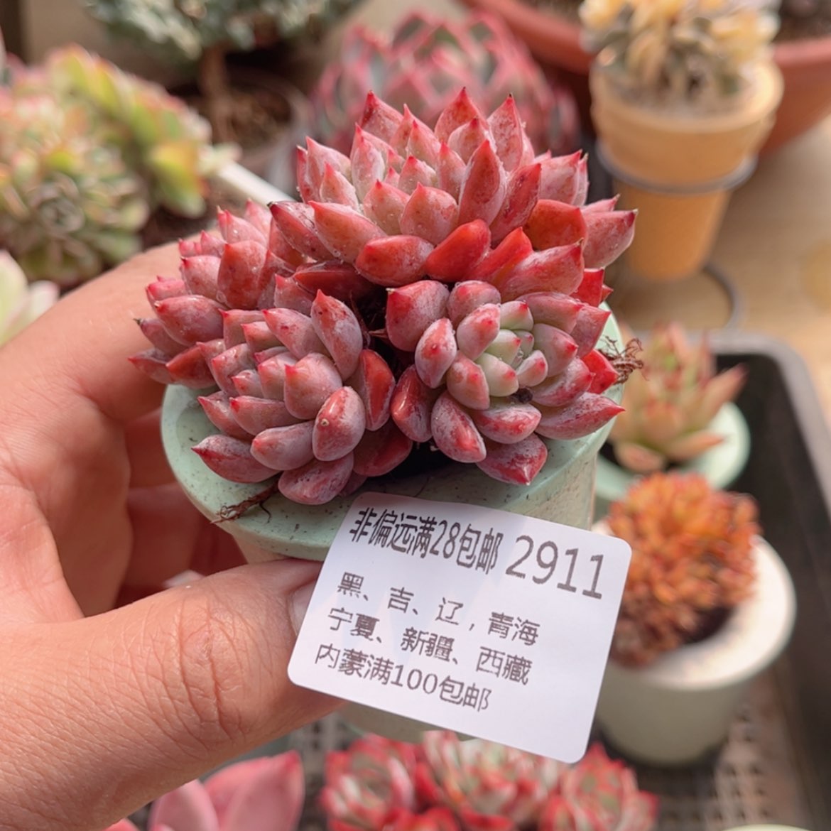 【闪购商品】2911霜花