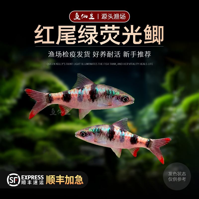 红尾绿荧光鲫原生缸观赏鱼冬天免加温好养易冷水鱼鲫鱼活体