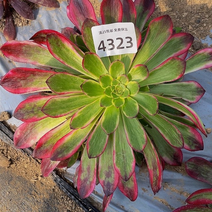 4323琉璃女神多肉植物