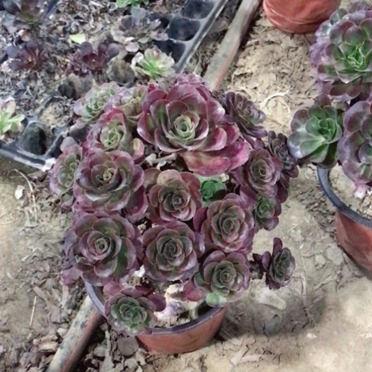 用***1魅金玫瑰法师多肉18