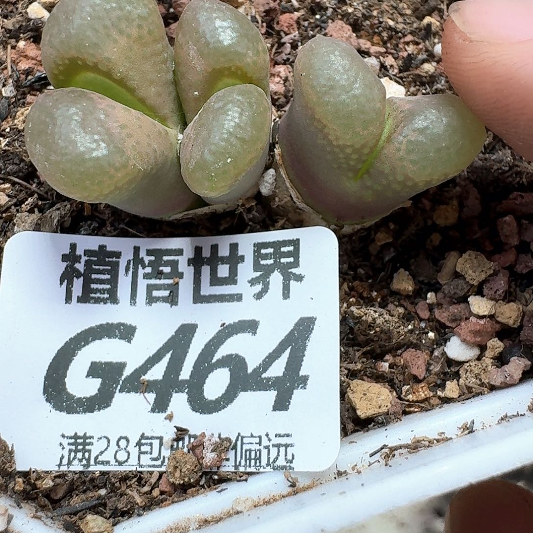 多肉植物的润泽额f