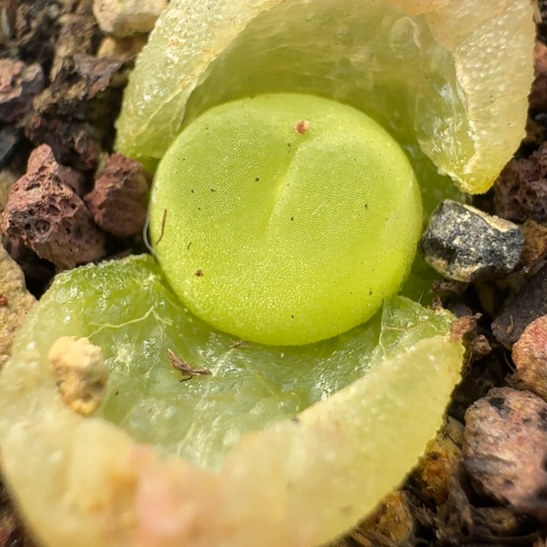 615拉拉三年带盆发货000