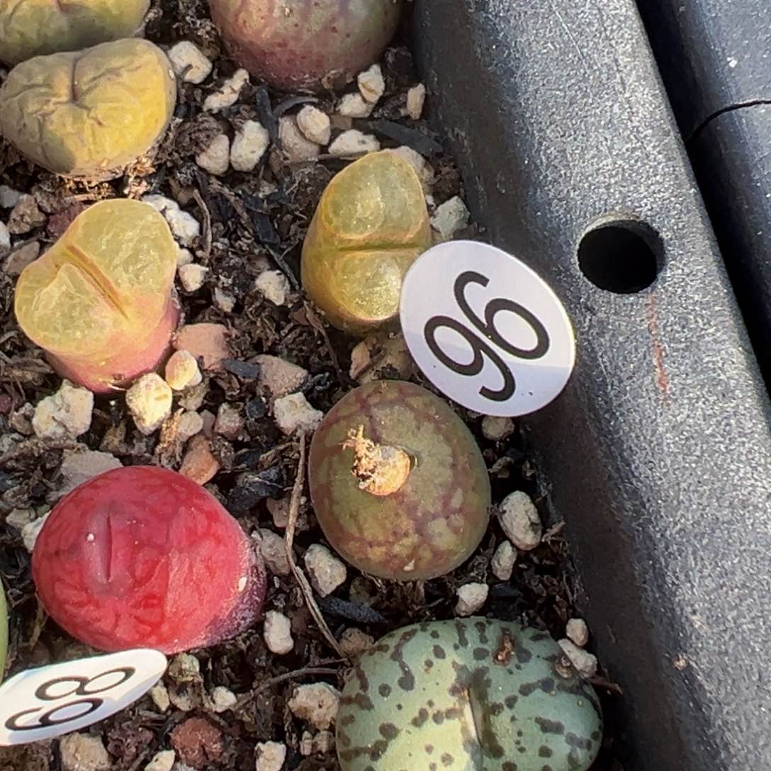 姬**君多肉植物111111111111111