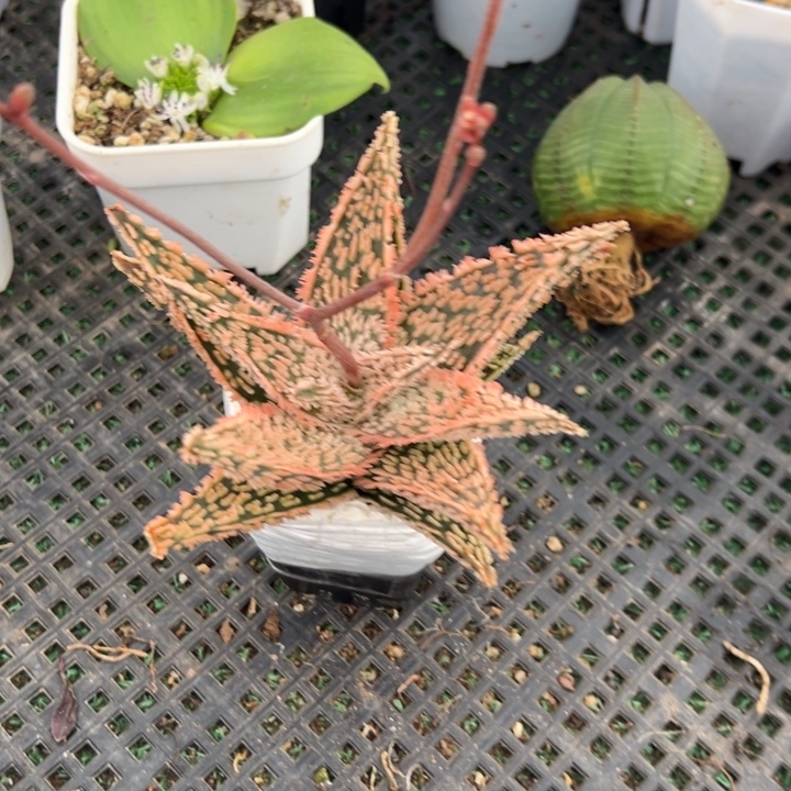 园艺芦荟，一物一拍