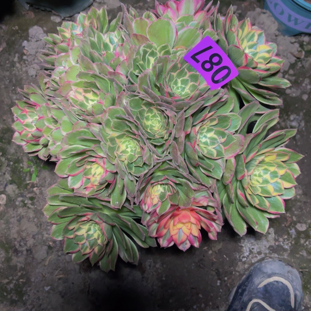 海燕法师26///21包邮