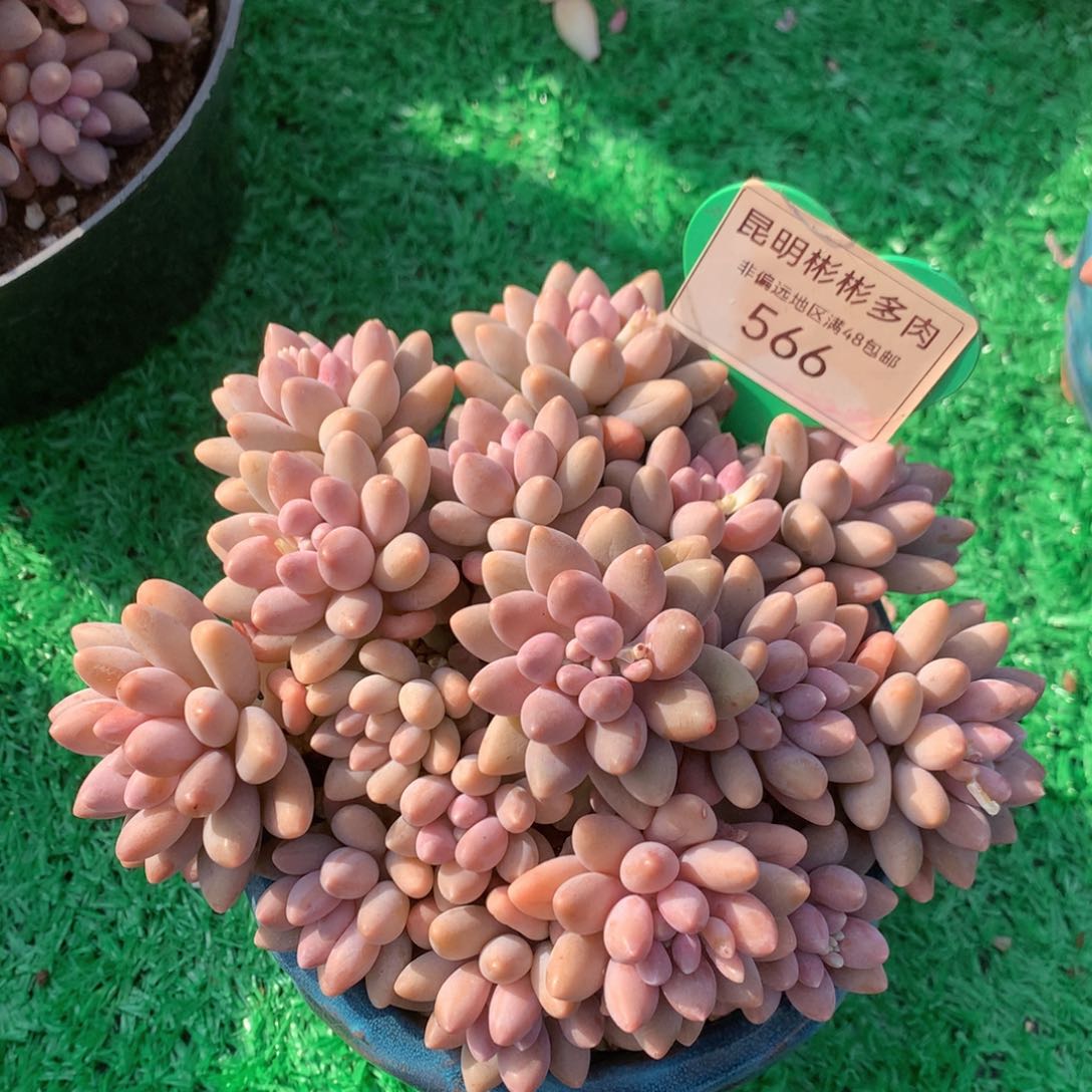 星黛露无砍平头566