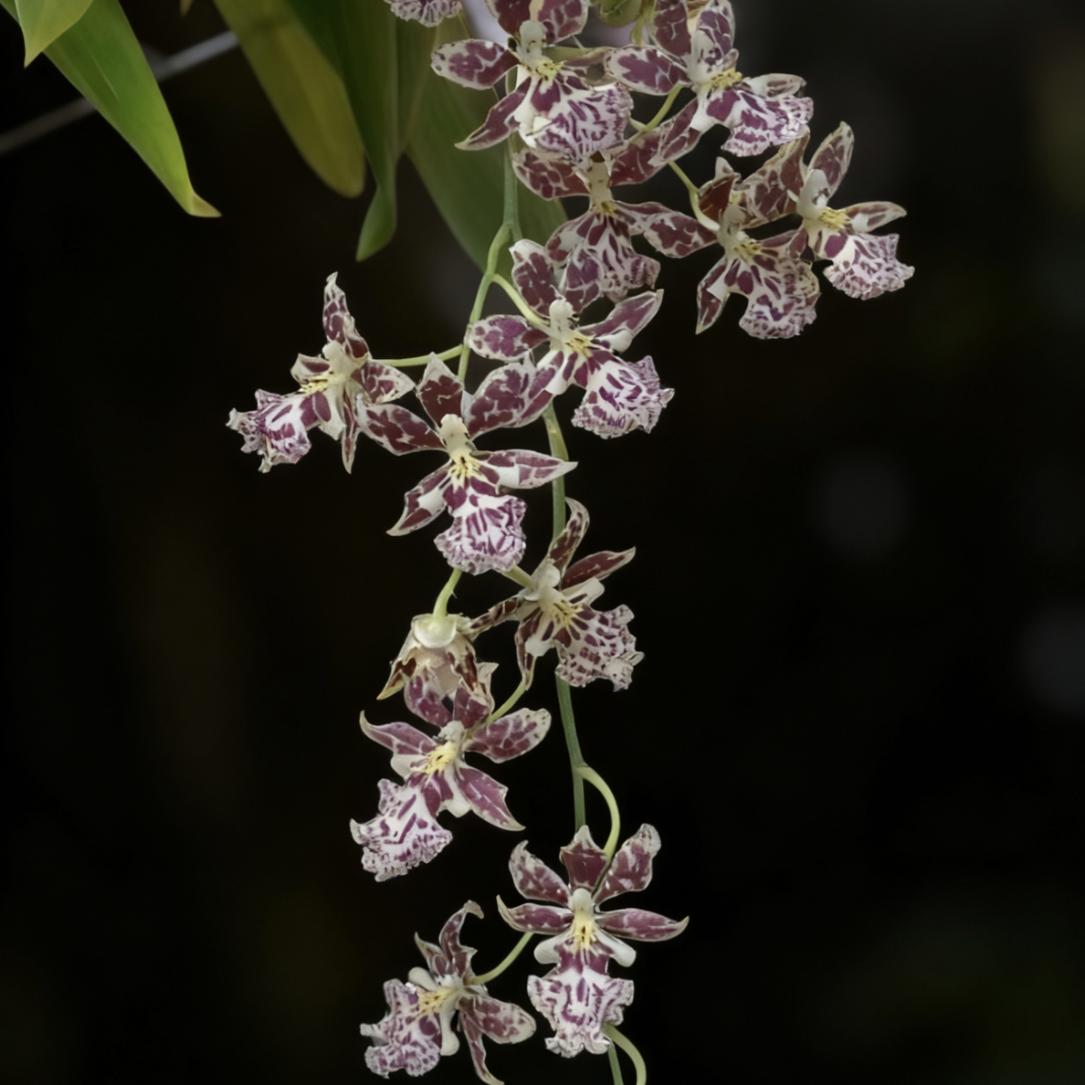 新品甜红豆文心兰带香味多年生兰花