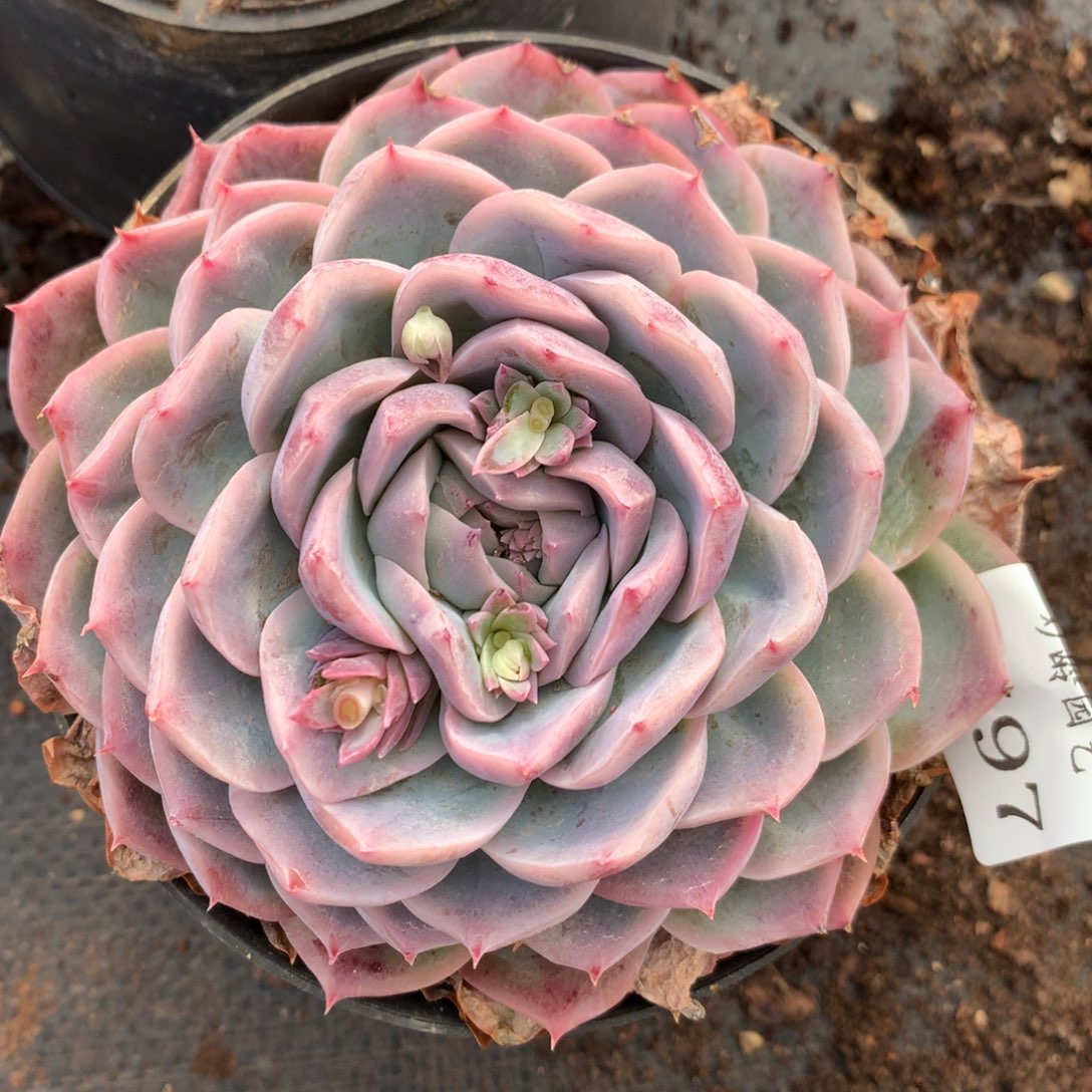 1597杂交多肉植物