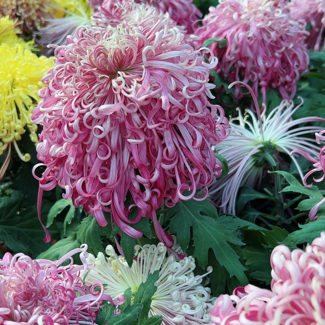 完全开放独本醉锦不售后