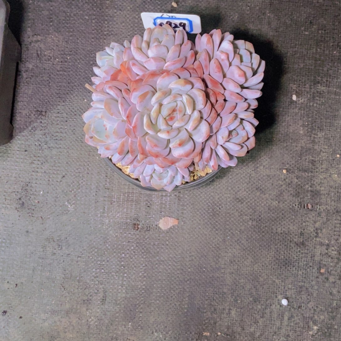 ****祝0929橙子捧花群一颗