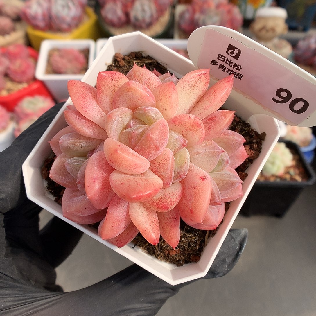 90 糖心缀多肉多肉