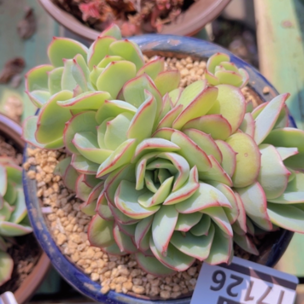 【闪购商品】牡丹亭朵朵17126