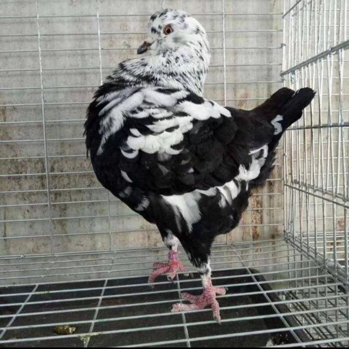 雪花元环种鸽一对，二连疫苗以做。