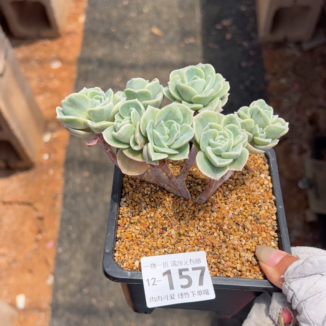 可爱玫瑰缀多肉多肉多肉多肉