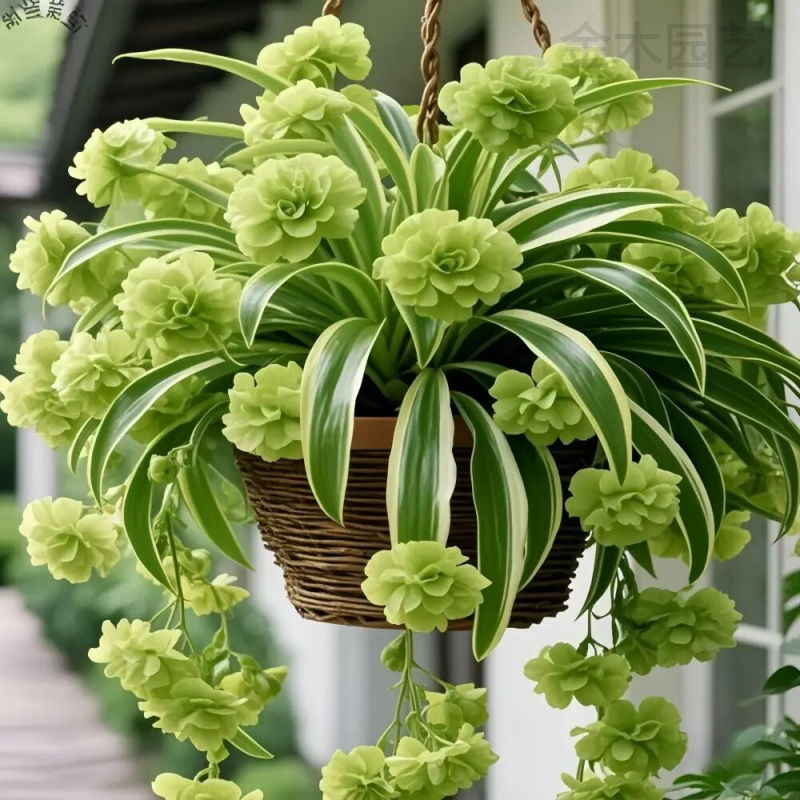 香水味金边大花香水吊兰四季开花新手好养耐寒耐热花卉绿植盆栽