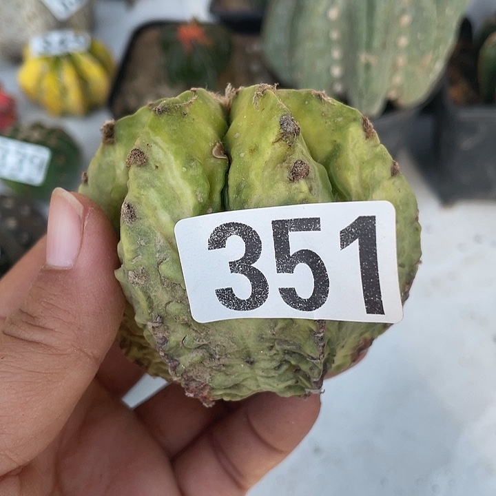 351号小核桃一颗仙人球