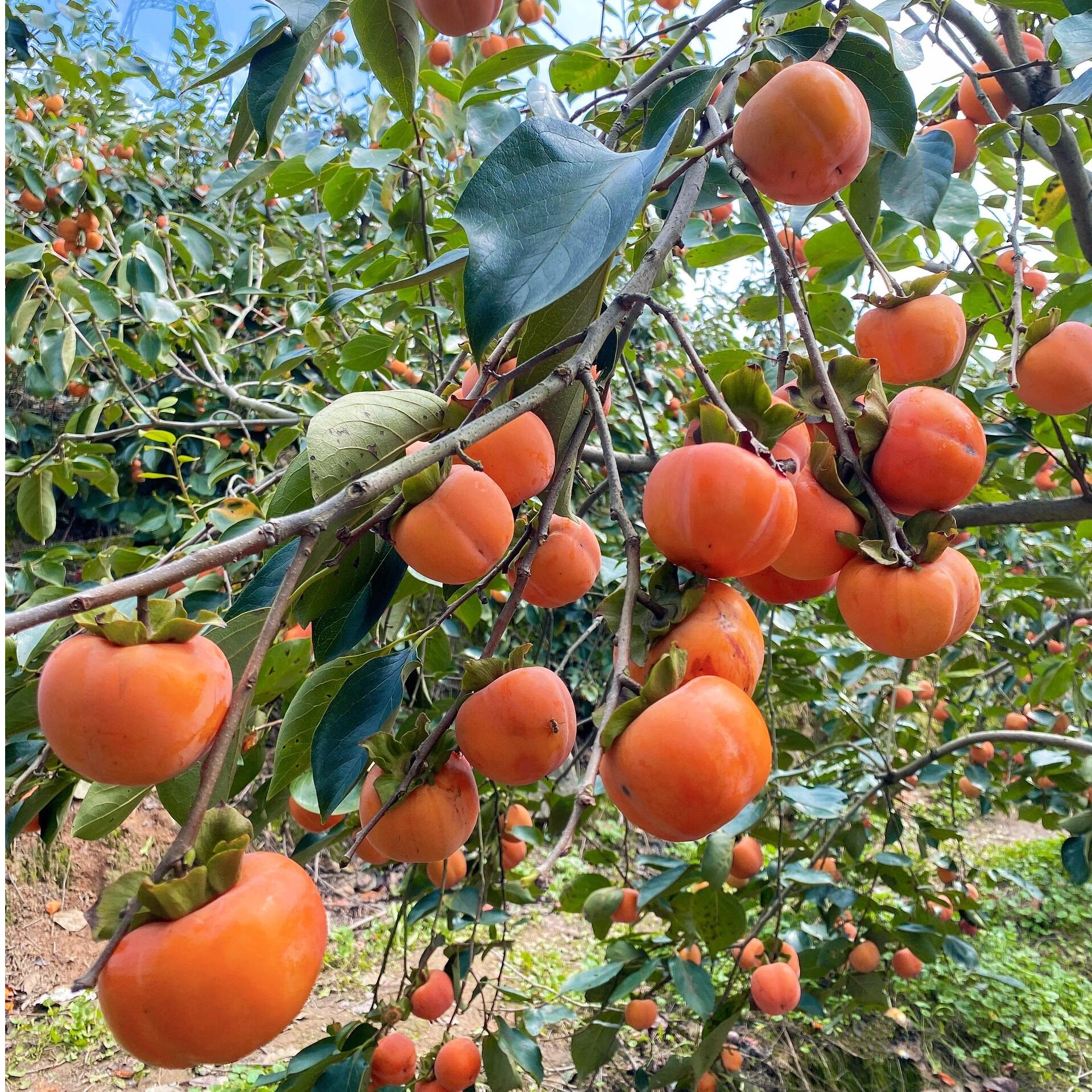 【柿子种苗】柿子树苗阳丰太秋火晶牛心柿子树苗南方北方种植