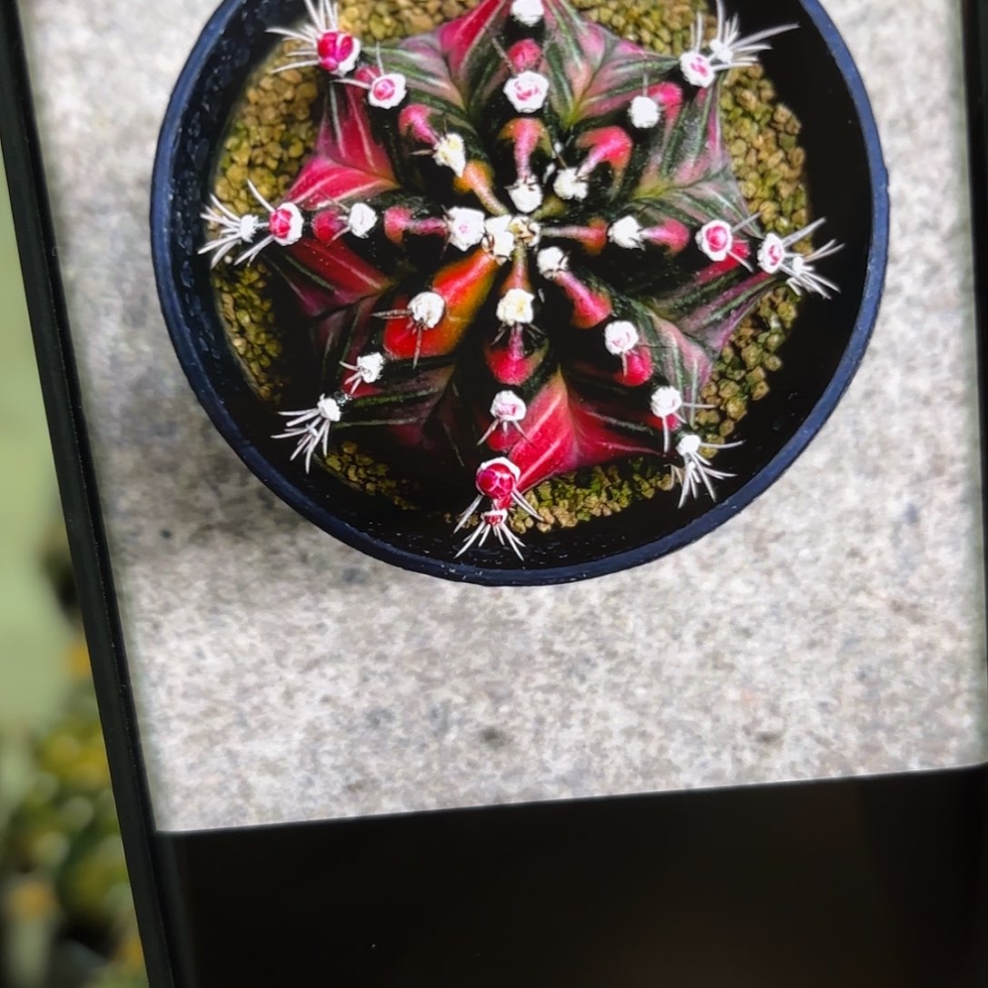 寶***虎234-1107国内发货多肉