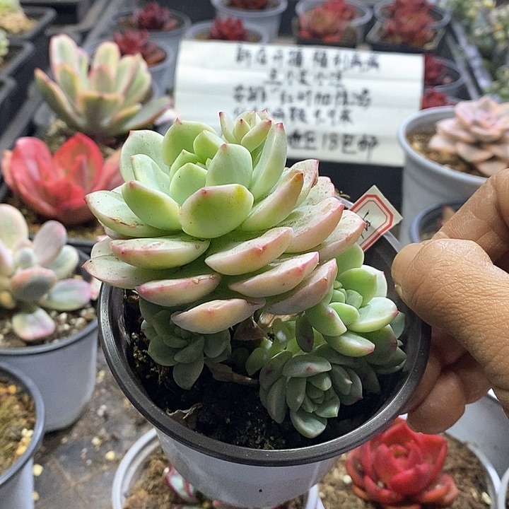 15125香草锦群多肉