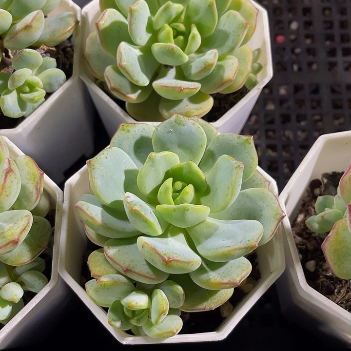 香草2.8带盆土发货