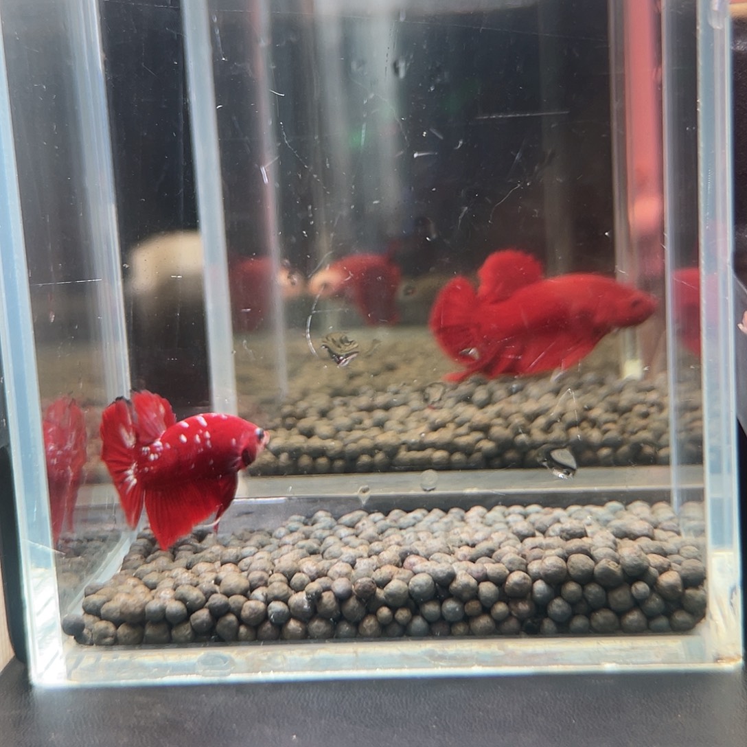 斗鱼13号99晚彩金