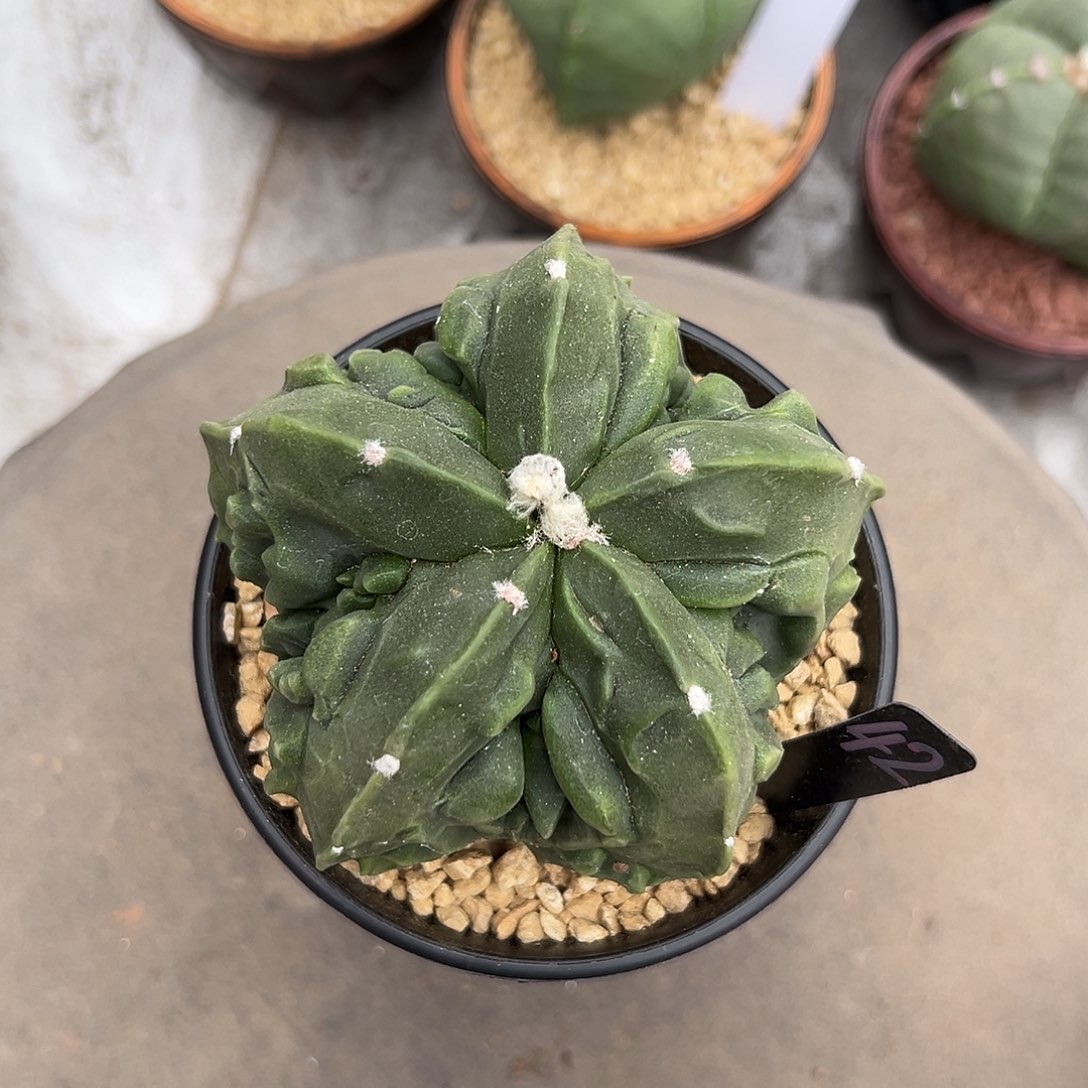 相****实生根核桃鸾凤玉带盆土75