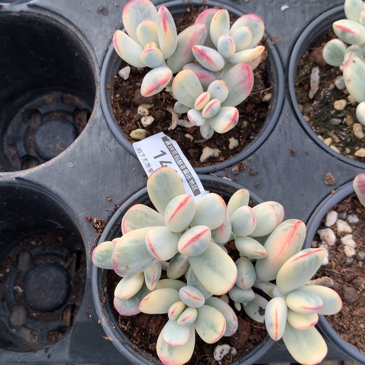 无花朵乒乓福娘锦1418