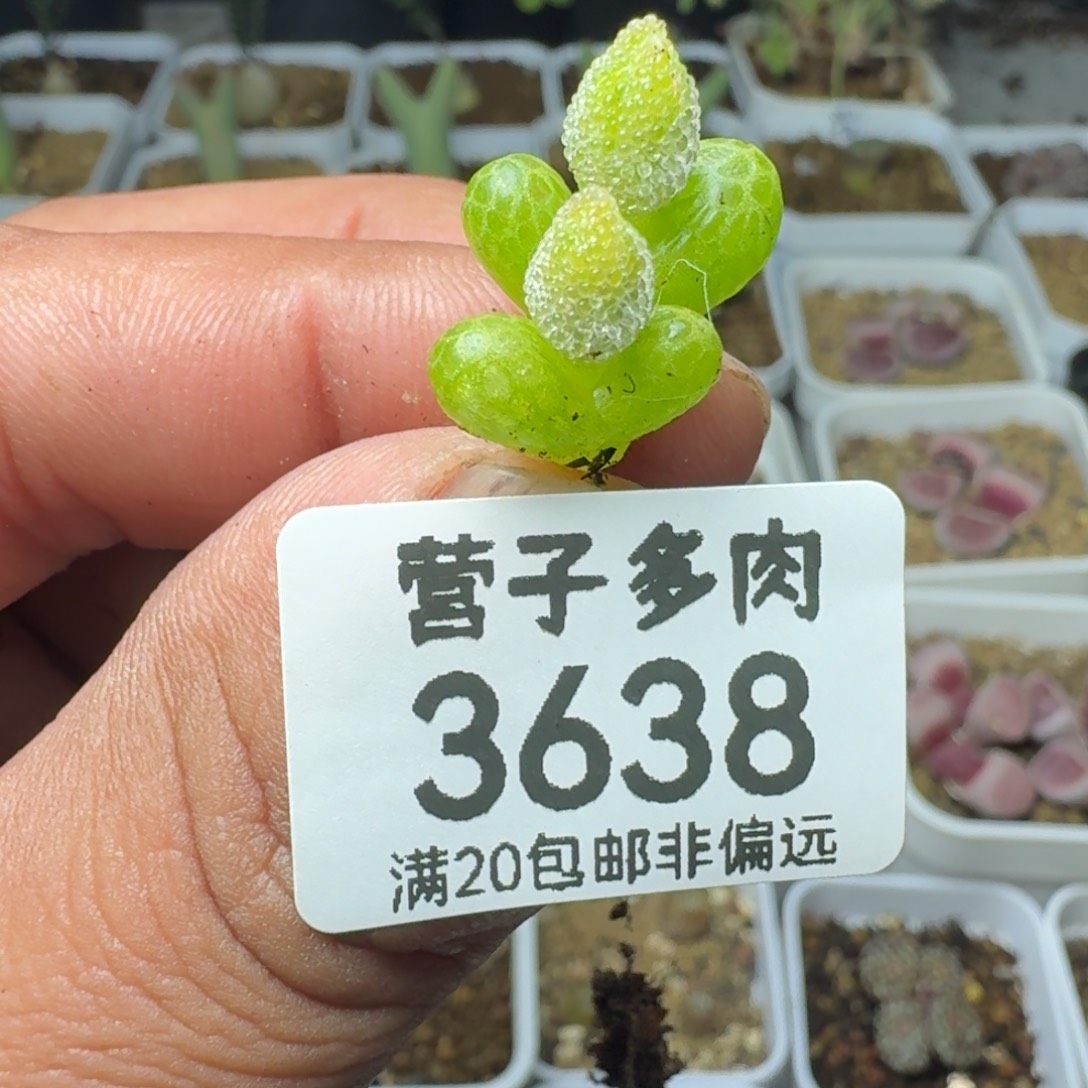 妖奇玉双头              