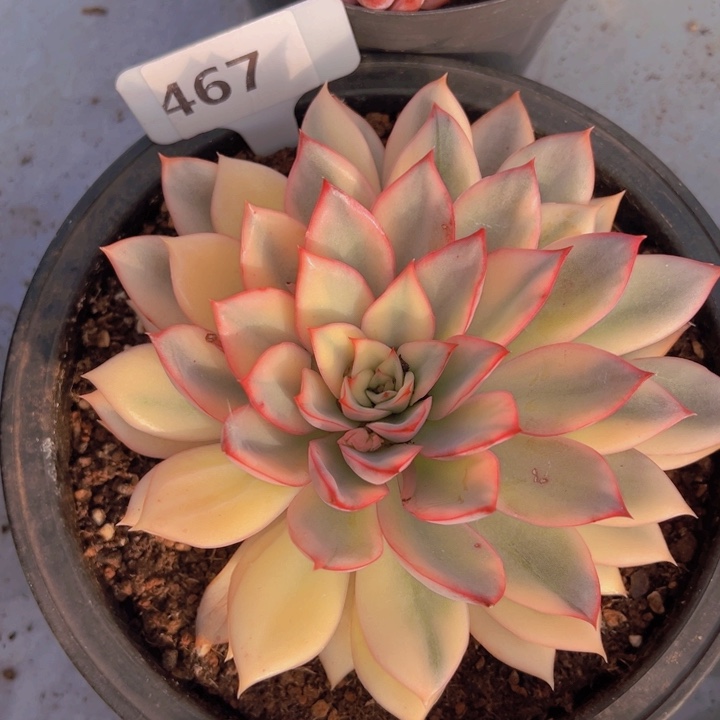 健健康康平平安安