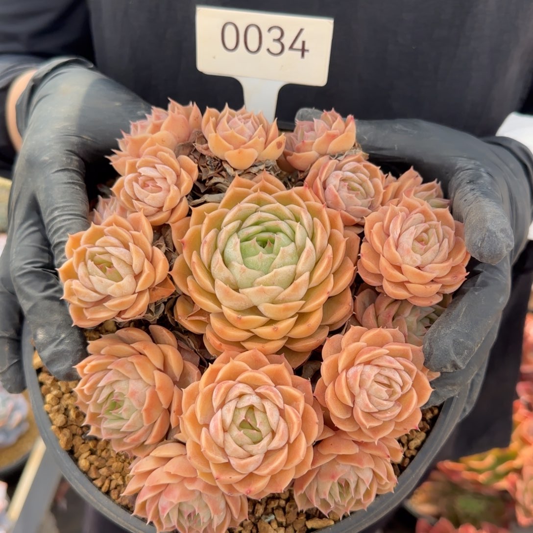 0034。        昂斯诺多肉