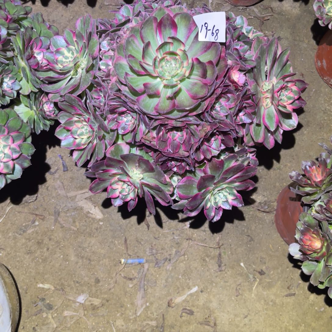 12-19-68云和法师锦