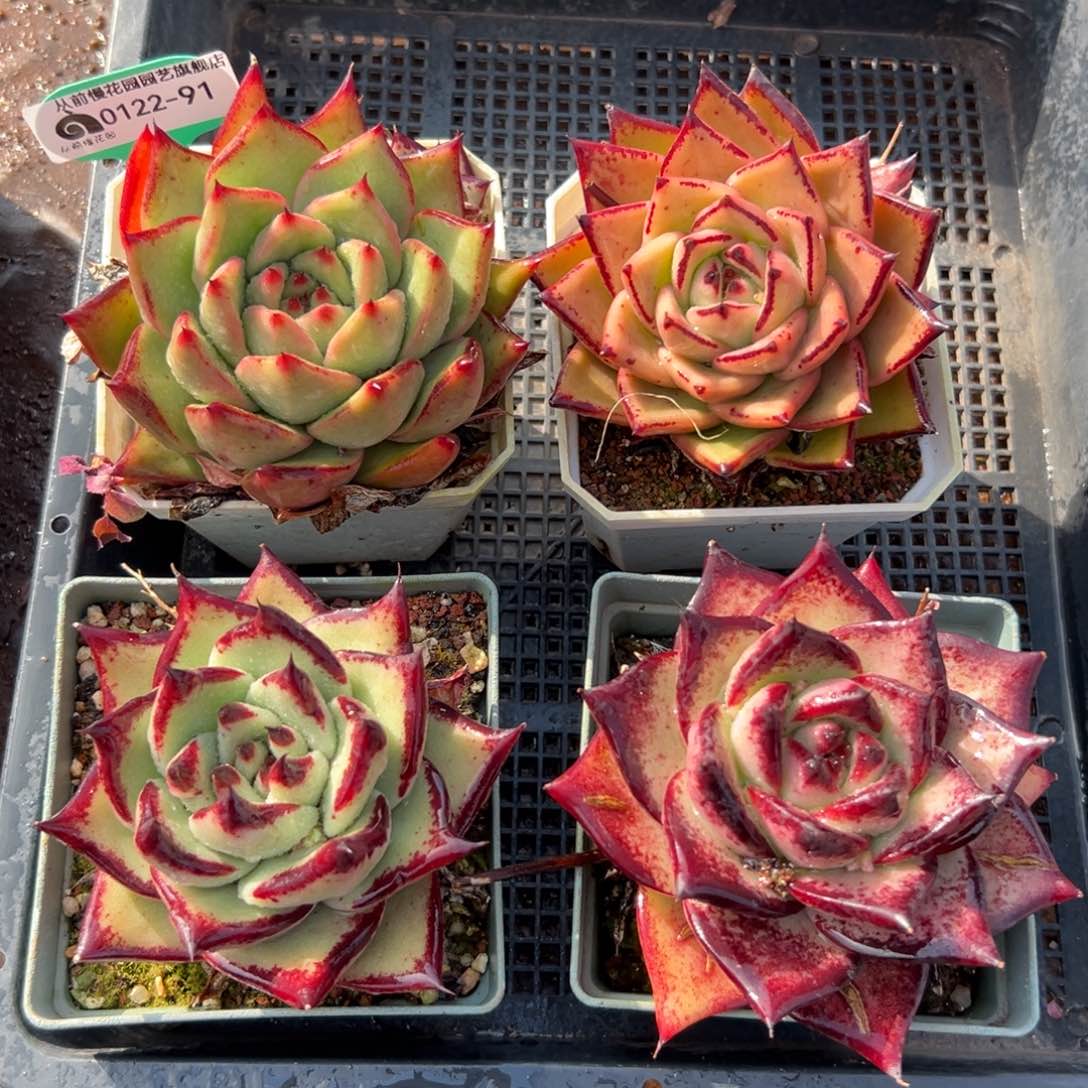 多肉精选编号0122.91