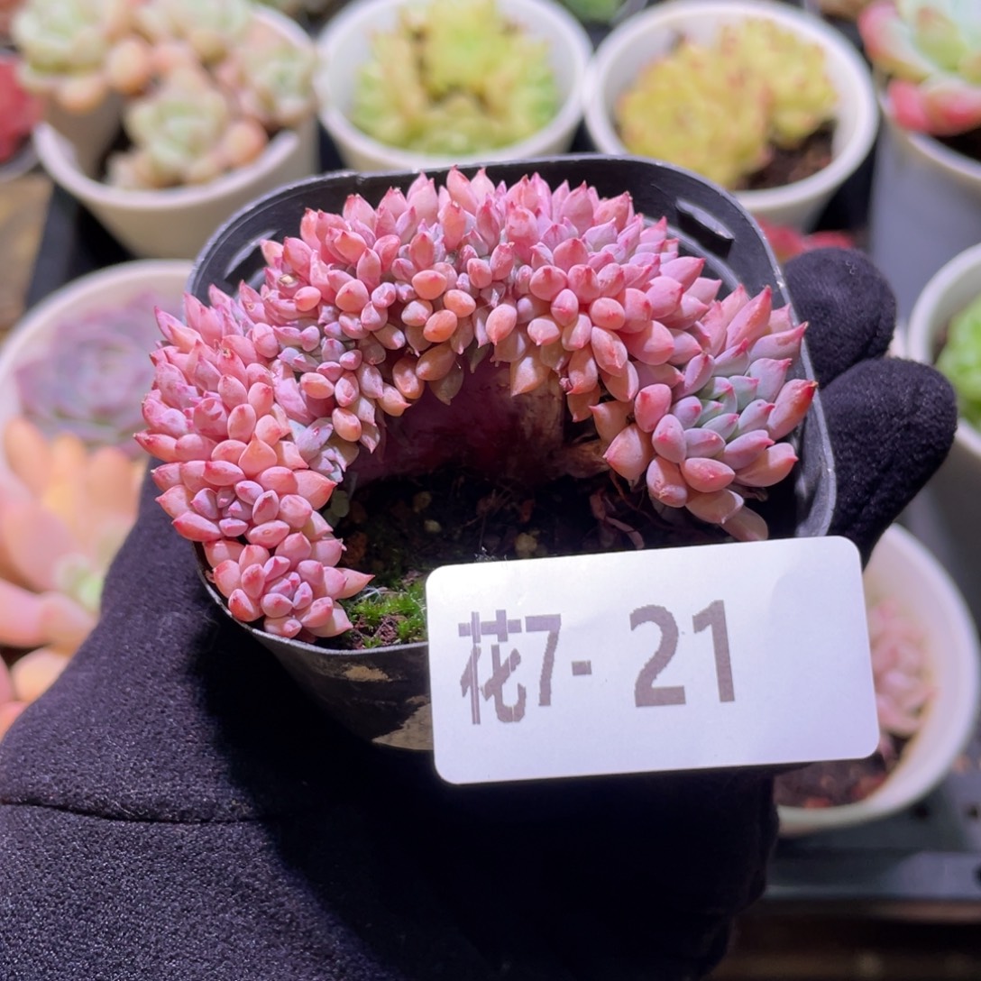 花利美7-21莱恩小精灵缀化