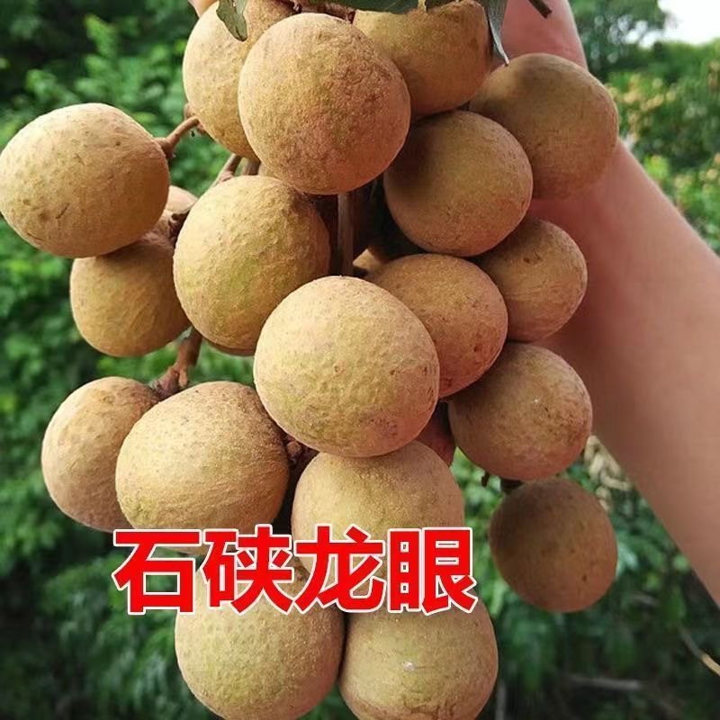 诏安新鲜石硖龙眼当季现摘爆甜多汁鲜果5斤装