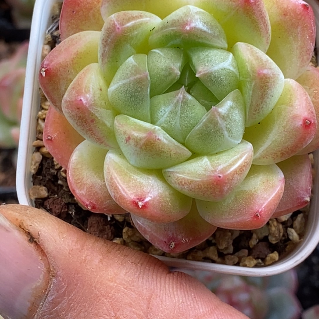 天官赐福百无禁忌