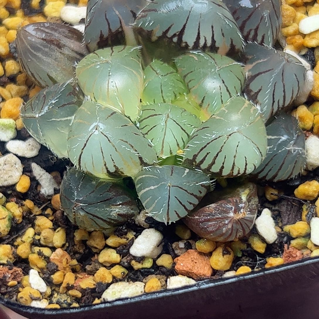 蓝镜锦十二卷多肉植物
