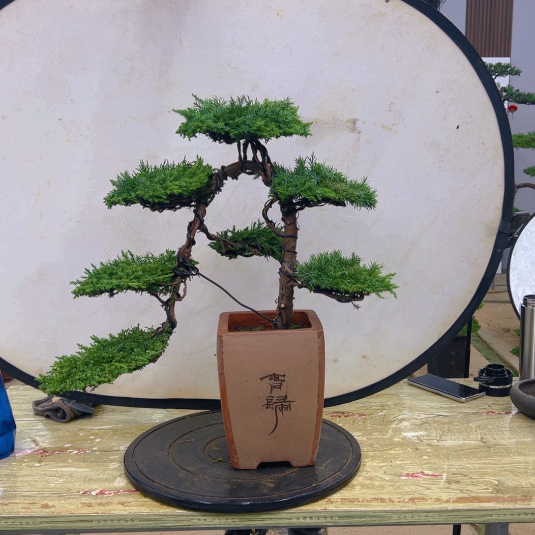 盆景龙爪松造型盆景
