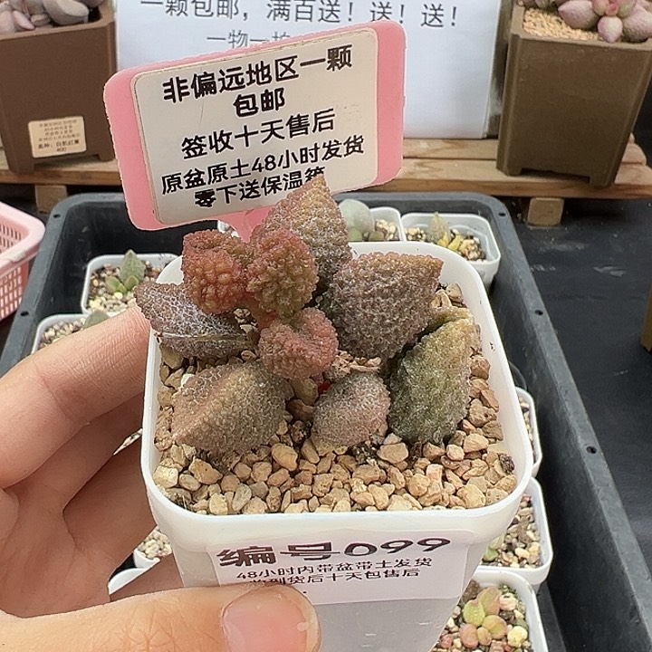 099荔枝皮多肉植物